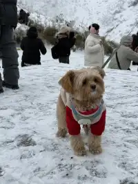 神農架冬日童話|闖入南國最純淨的雪國
