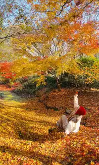 不誇張這是上海拍楓葉最美的公園了