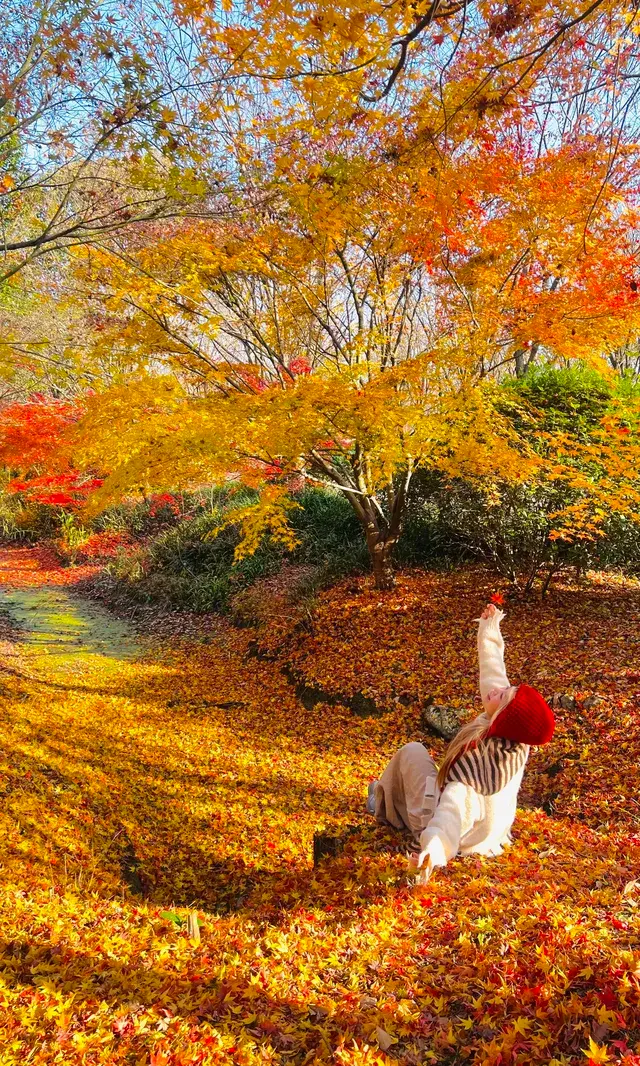 不誇張這是上海拍楓葉最美的公園了 不誇張這是上海拍楓葉最美的公園了