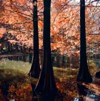 南京燕雀湖絕美水杉攻略秋日限定版油畫秘境