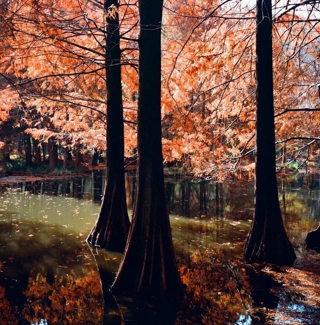 南京燕雀湖絕美水杉攻略秋日限定版油畫秘境 南京燕雀湖絕美水杉攻略秋日限定版油畫秘境