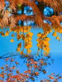 快!尚湖全紅了!現在!立刻!馬上!出發!