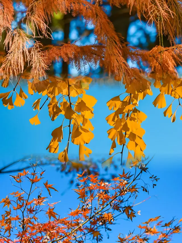 快!尚湖全紅了!現在!立刻!馬上!出發! 快!尚湖全紅了!現在!立刻!馬上!出發!