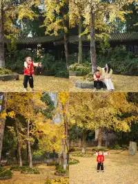 溫江藏著一個「紫禁城」，和銀杏同框太美啦