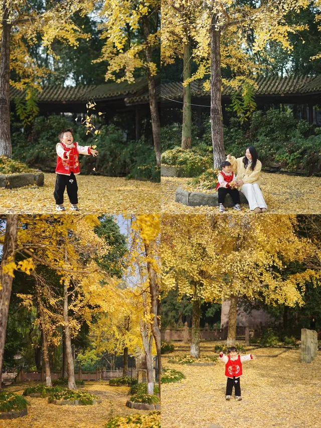 溫江藏著一個「紫禁城」，和銀杏同框太美啦