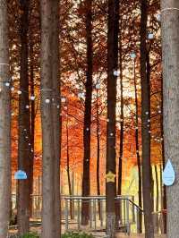 上海初冬限定浪漫|碳路者公園4點光影落羽杉