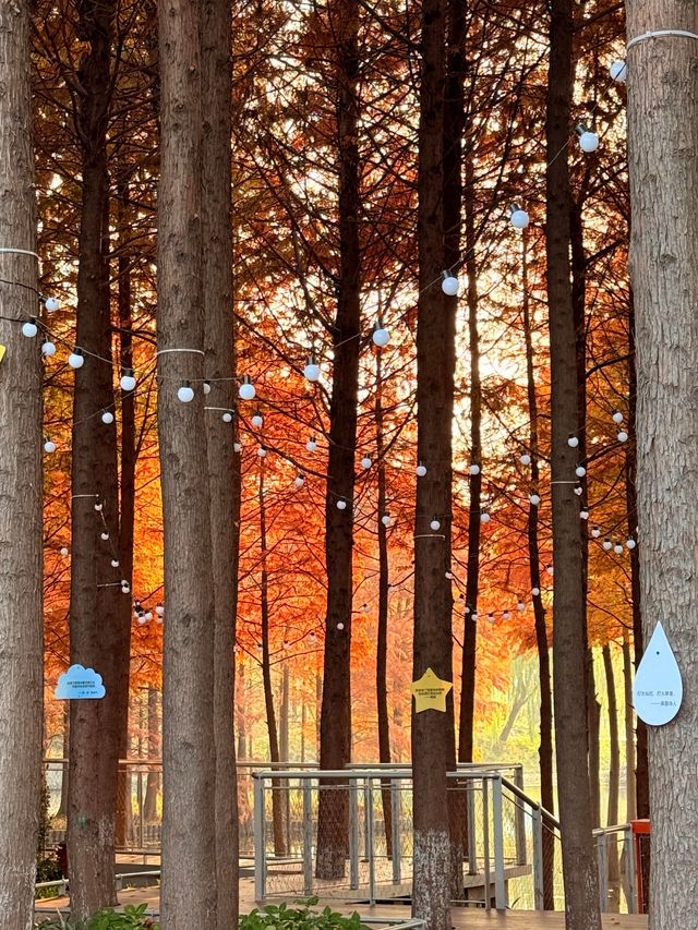 上海初冬限定浪漫|碳路者公園4點光影落羽杉 上海初冬限定浪漫|碳路者公園4點光影落羽杉