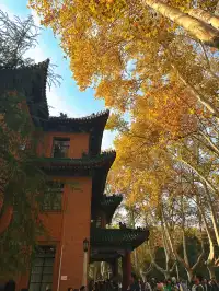 賞秋最美南京|鐘山風景區一天遊