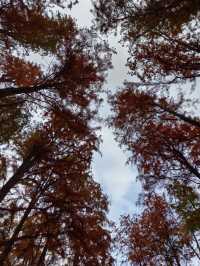 初冬暖陽下的多彩上海共青森林公園