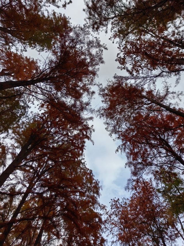 初冬暖陽下的多彩上海共青森林公園 初冬暖陽下的多彩上海共青森林公園