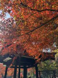 一座公園愛上一座城|我見到駱賓王詩裡的鵝