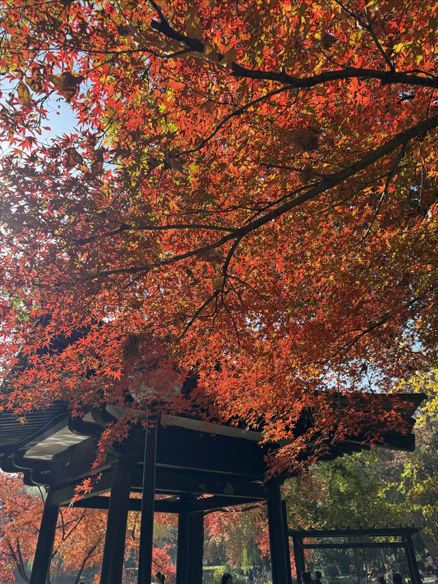 一座公園愛上一座城|我見到駱賓王詩裡的鵝 一座公園愛上一座城|我見到駱賓王詩裡的鵝