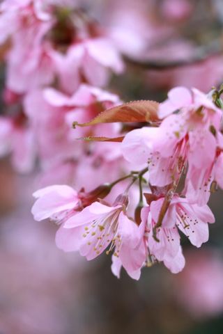 벚꽃은 말하지 않지만, 북회귀선이 모든 로맨스를 대신 말해줍니다