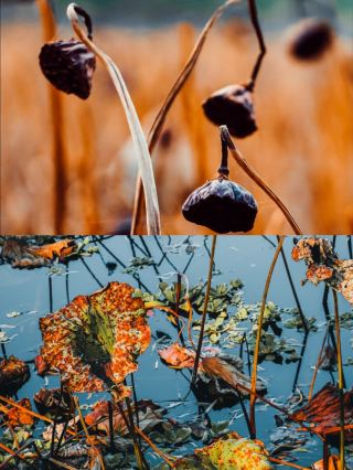 Озеро Линьи в Учжоу | Не пропустите это уникальное осенне-зимнее зрелище: лес секвой!