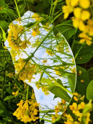 春節の菜の花が満開です！写真撮影のちょっとしたコツをいくつかシェアします