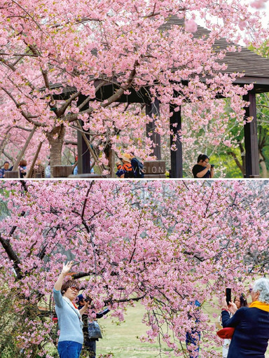 春に行く・顧村公園でピンクの桜と満開の出会い》 | Trip.com 上海