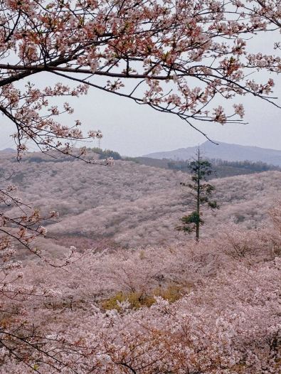 The cherry blossoms are in full bloom in Huangla Township, Guizhou