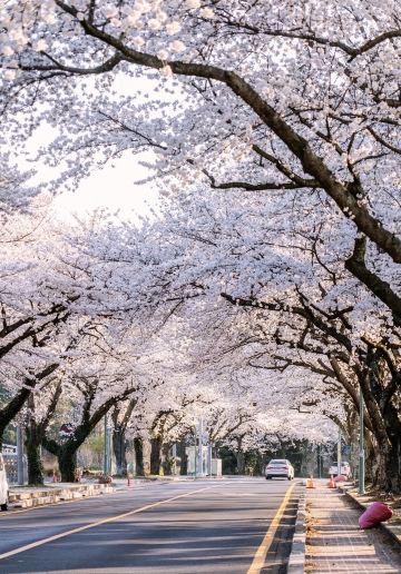 桜の季節に駆け巡る済州島の宝物の桜スポット全公開 | Trip.com 済州市