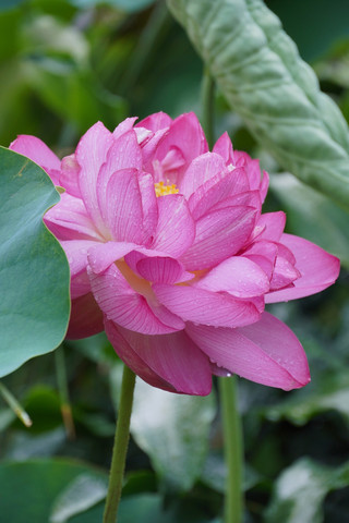 Complete guide to Beihai Park lotus flowers! Spots/times/avoid pitfalls all in one
