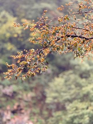 方城に隠された人間の楽園、大乗山の原生態トレッキング秘境