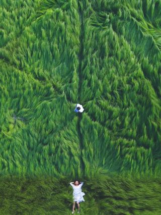 Poyang Lake grass sea is so healing! Instantly transported to a Studio Ghibli anime world