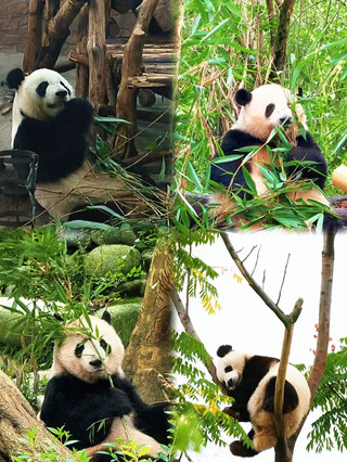 Chengdu ancient style route guide