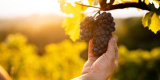 Rivals France! This hidden gem in Central Europe hides the world's oldest grape harvest season