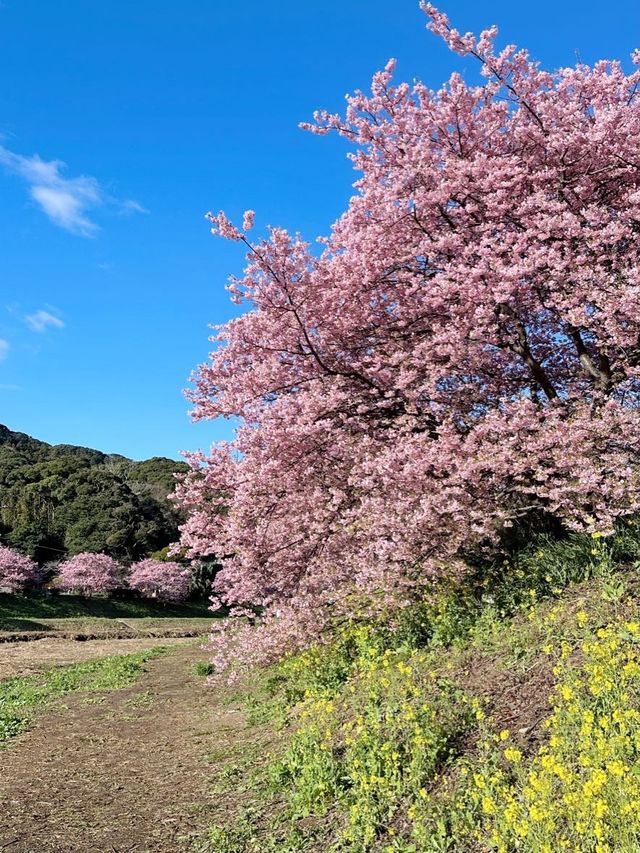 伊豆＊みなみの桜と菜の花祭り
