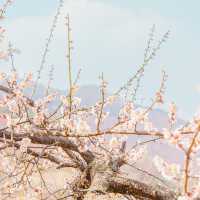 🌸매화로 가득찬 봄의마을 [광양, 매화마을]🌸