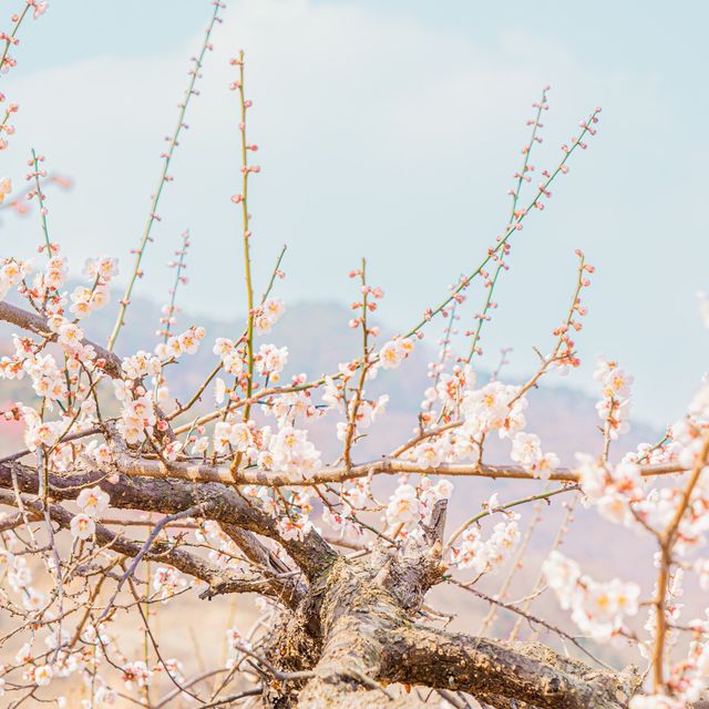 🌸매화로 가득찬 봄의마을 [광양, 매화마을]🌸
