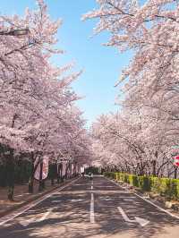 대구의 벚꽃 명소! 이월드🌸