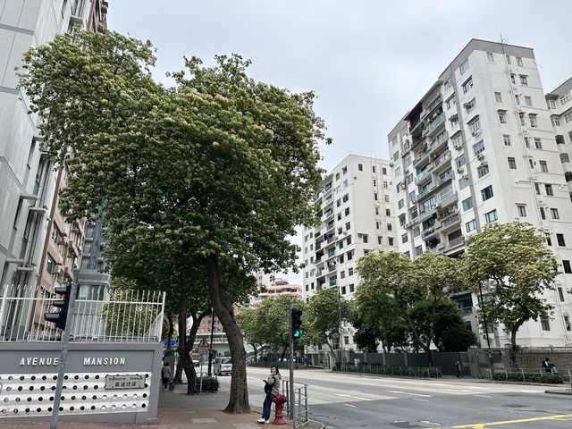 香港賞花 | 太子道西一帶魚木盛放