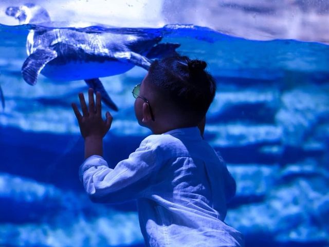 Aquaria Phuket อความเรียมยืนหนึ่งในภูเก็ต