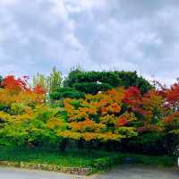 宇治抹茶一條街