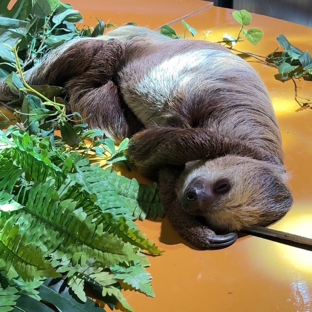 📍DMMかりゆし水族館/沖縄