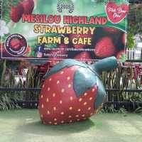 Mesilou Strawberry Farm