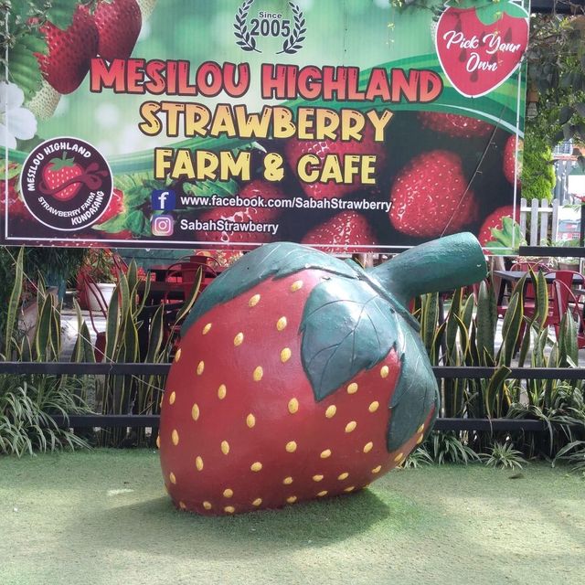 Mesilou Strawberry Farm