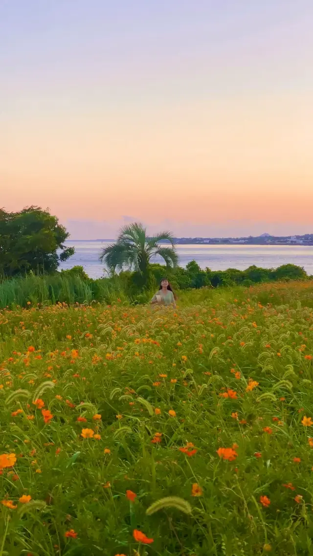 황금빛 코스모스로 가득해진 제주🌼