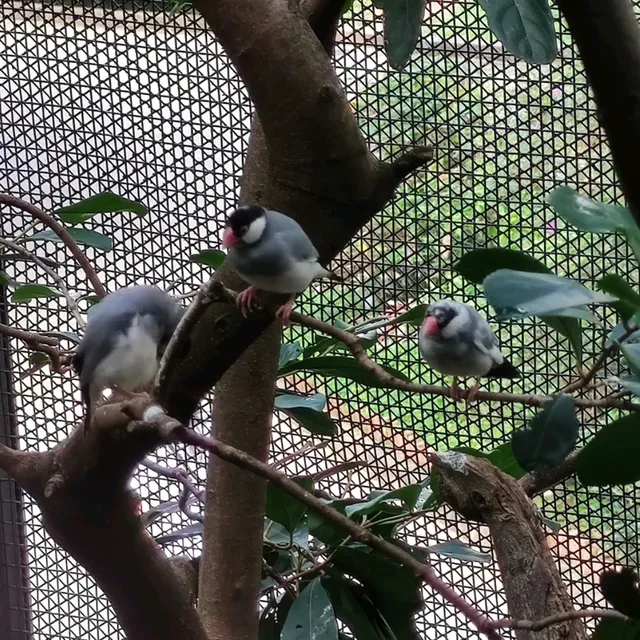 元朗公園-百鳥塔
