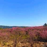 ［陽明山 美景］平菁街42巷櫻花盛開
