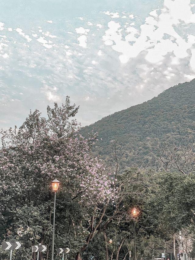 香港小白鷺限定觀賞歐式景色鬱金香花海🌷
