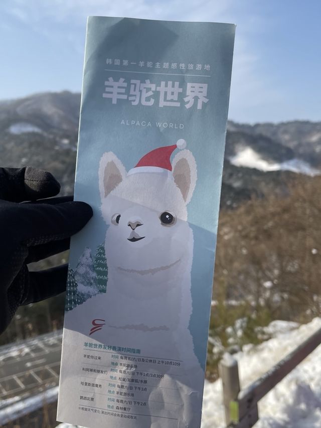 Day trip from Seoul to meet the Alpacas 🦙🦙