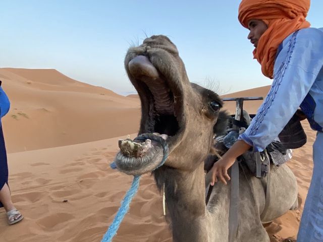 작렬하는 태양의 사하라 사막 🐫🌵