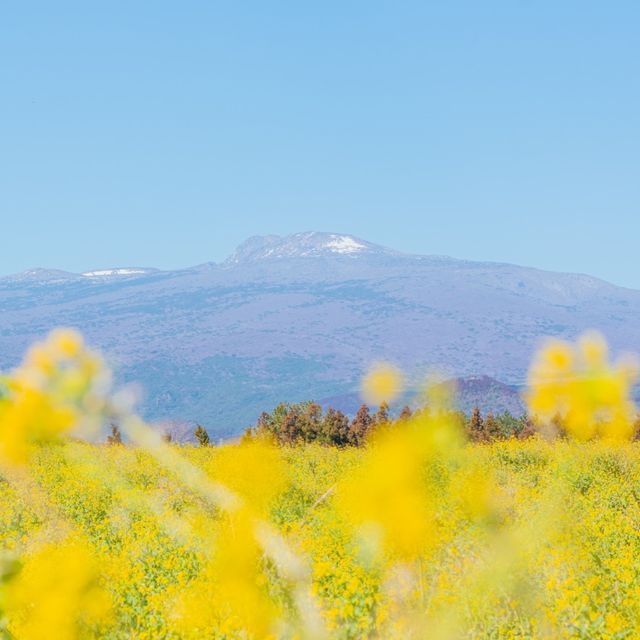 🌸봄이 가득 피어난 곳 [제주, 휴애리]🌼