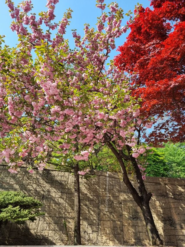 경희대학교에서 겹벚꽃구경 어때요👀🌸