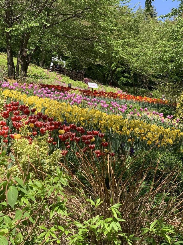 서울 서대문 4월이면 튤립 동산으로 변하는 쉼터🌷 [서대문_연희숲속쉼터]