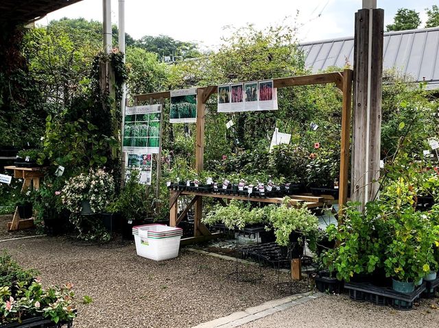 เที่ยวญี่ปุ่น Gifu World Rose Garden 