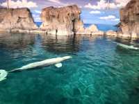 【名古屋・港区】日本最大級❗️海の生き物について学べる場所🐬