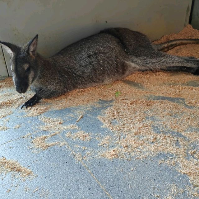筍崗室內動物園