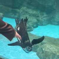 TOBU ZOO ญี่ปุ่น
